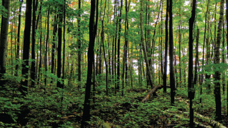 Growing Climate Change Adaptation in Canada's Forestry Sector